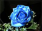 Azules y Rosas